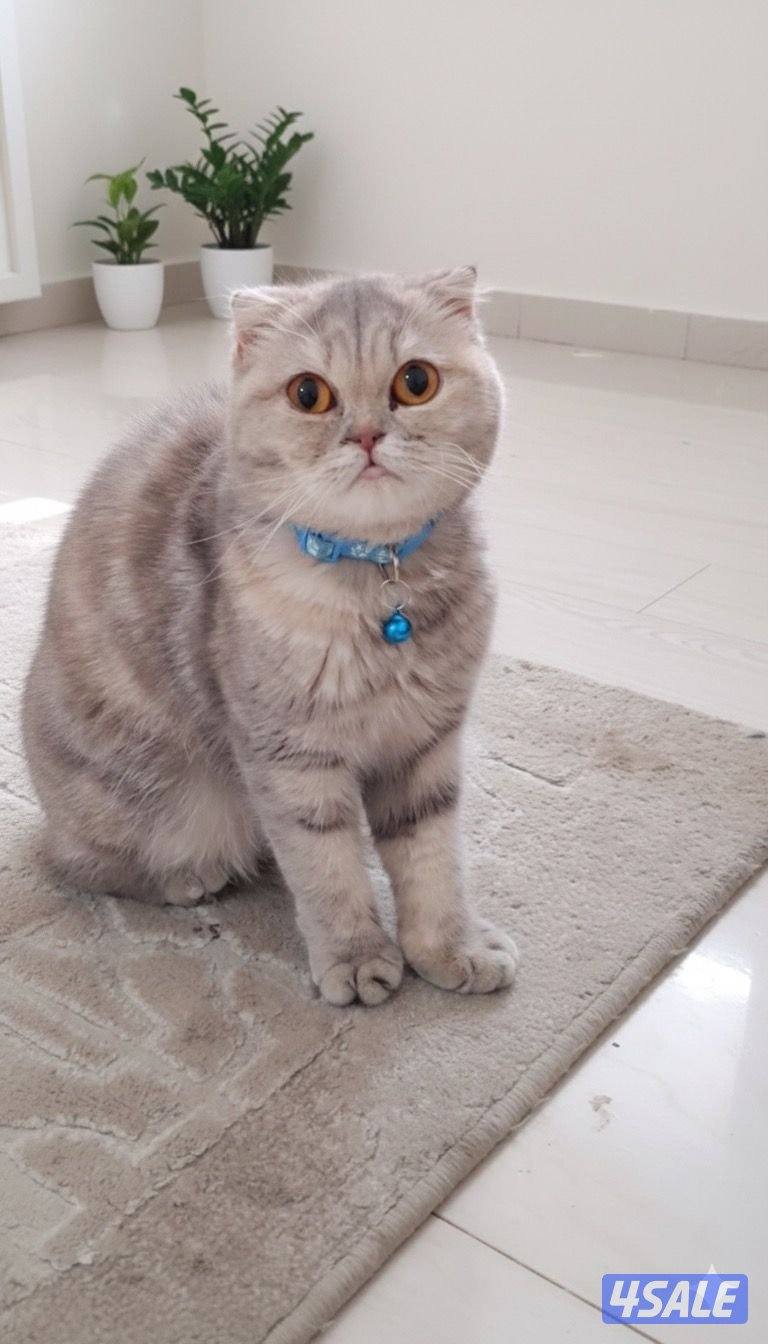 للتبني مجموعه قطط10