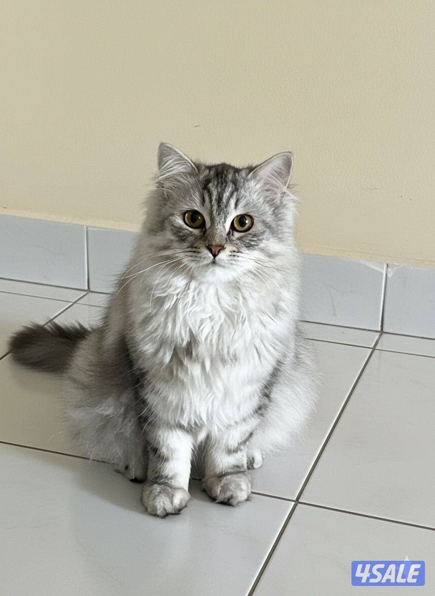 للتبني مجموعه قطط12