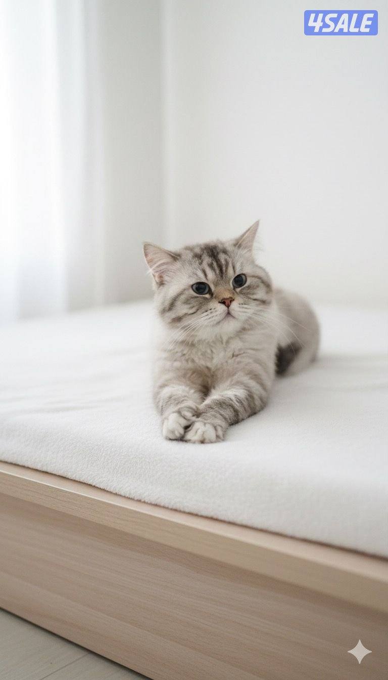 للتبني مجموعه قطط13