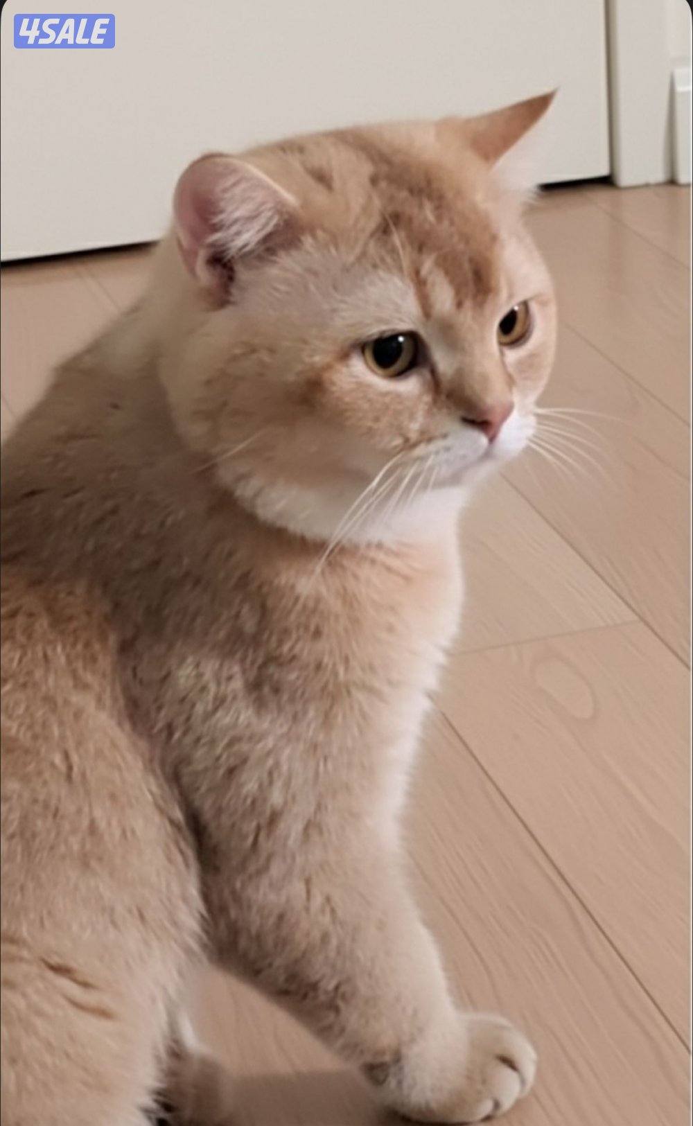 للتبني مجموعه قطط14