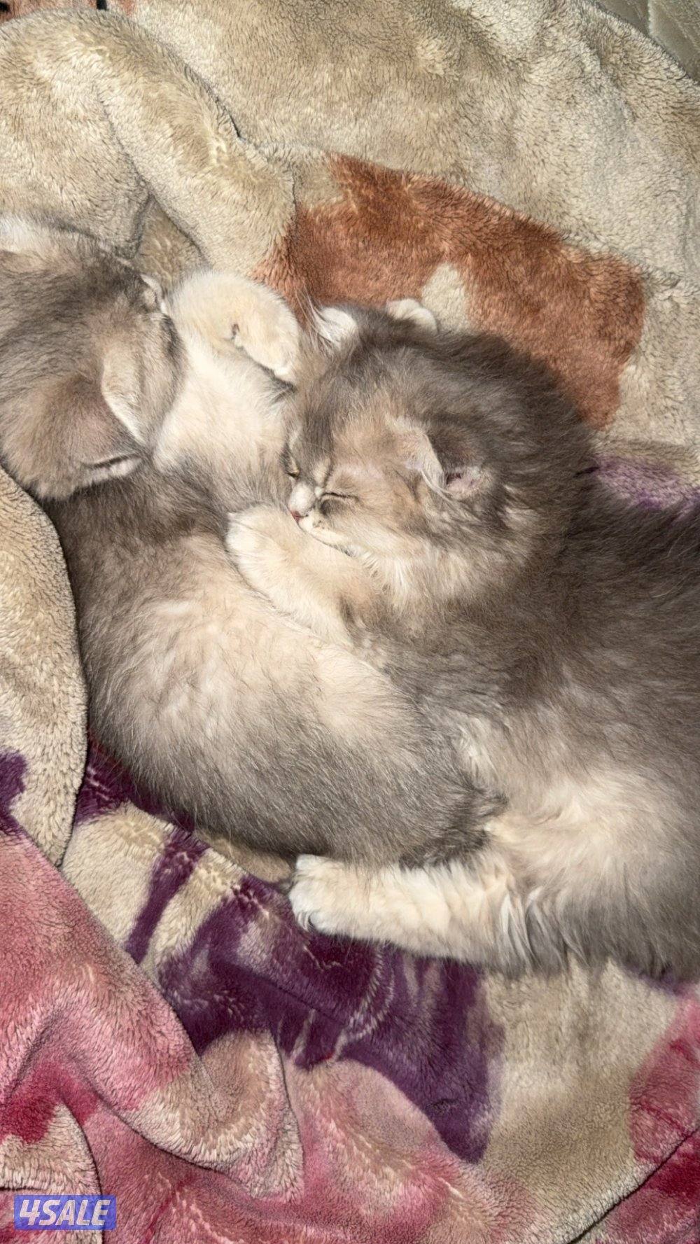 قطوتين سكوتش فولد اعمارهم ٣ شهور و ٣ اسابيع ذكر و نثيه اخوان0