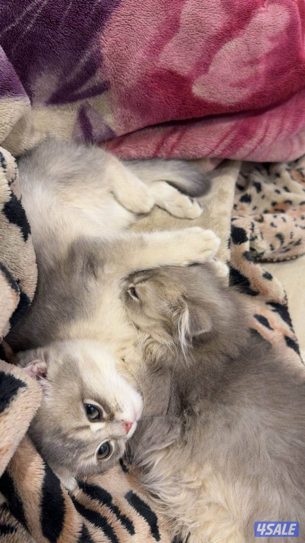 قطوتين سكوتش فولد اعمارهم ٣ شهور و ٣ اسابيع ذكر و نثيه اخوان1