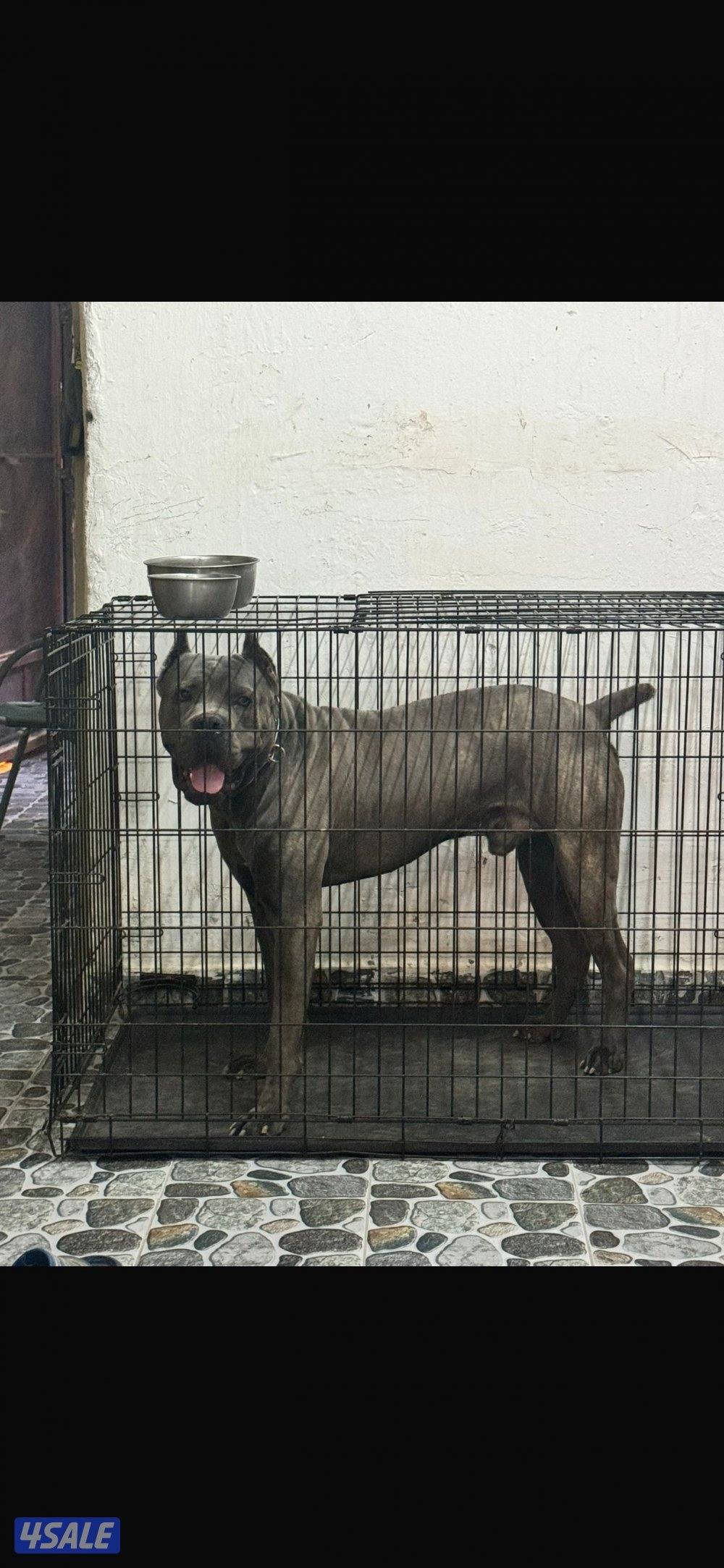 للبيع ذكر كيني كورسو جامبو عمره سنه1