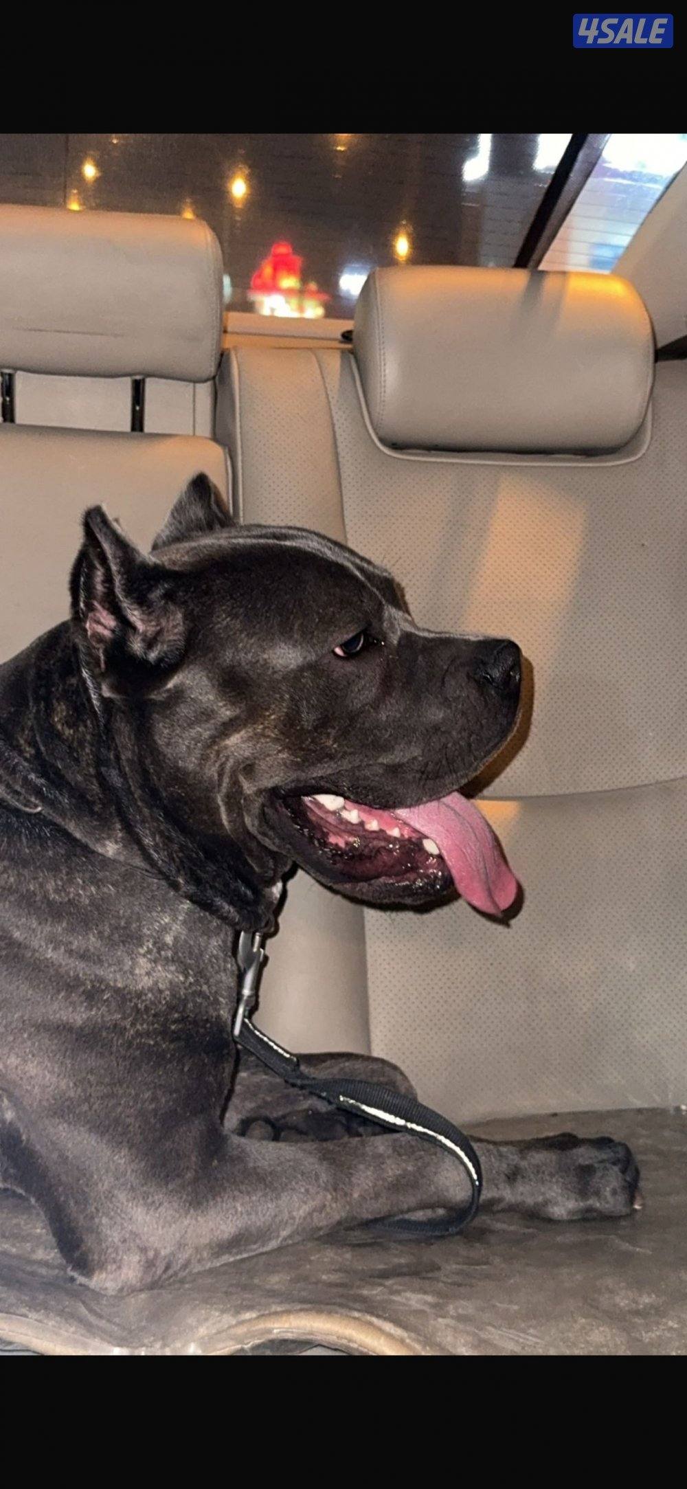 للبيع ذكر كيني كورسو جامبو عمره سنه2