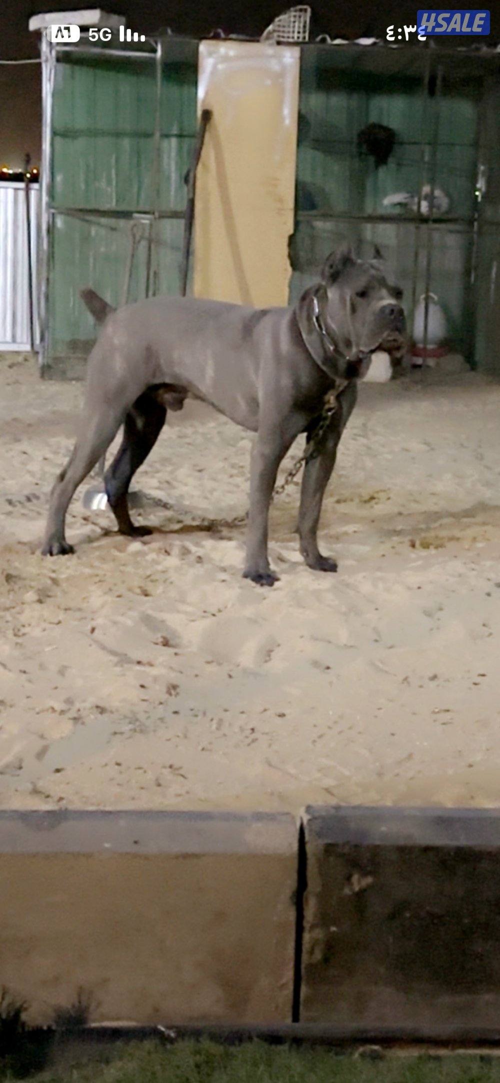 للبيع ذكر كيني كورسو جامبو عمره سنه3