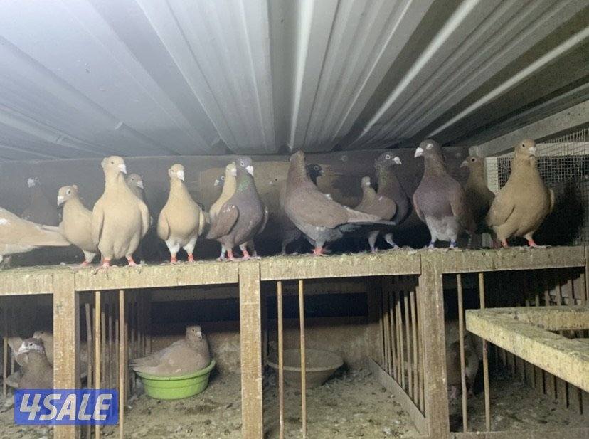 زاجل مقنزعين الوان احجام XL0