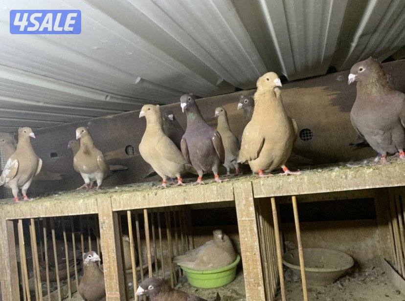 زاجل مقنزعين الوان احجام XL1