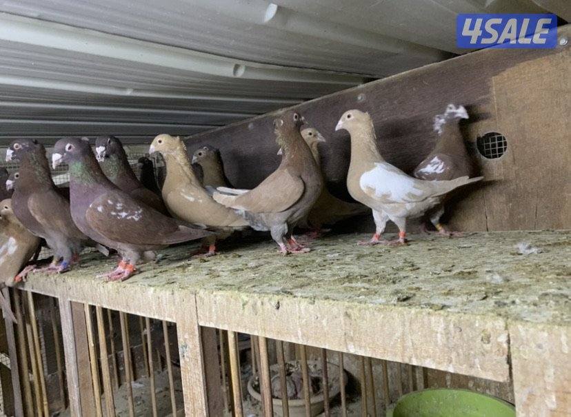 زاجل مقنزعين الوان احجام XL4