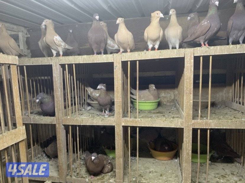 زاجل مقنزعين الوان احجام XL3