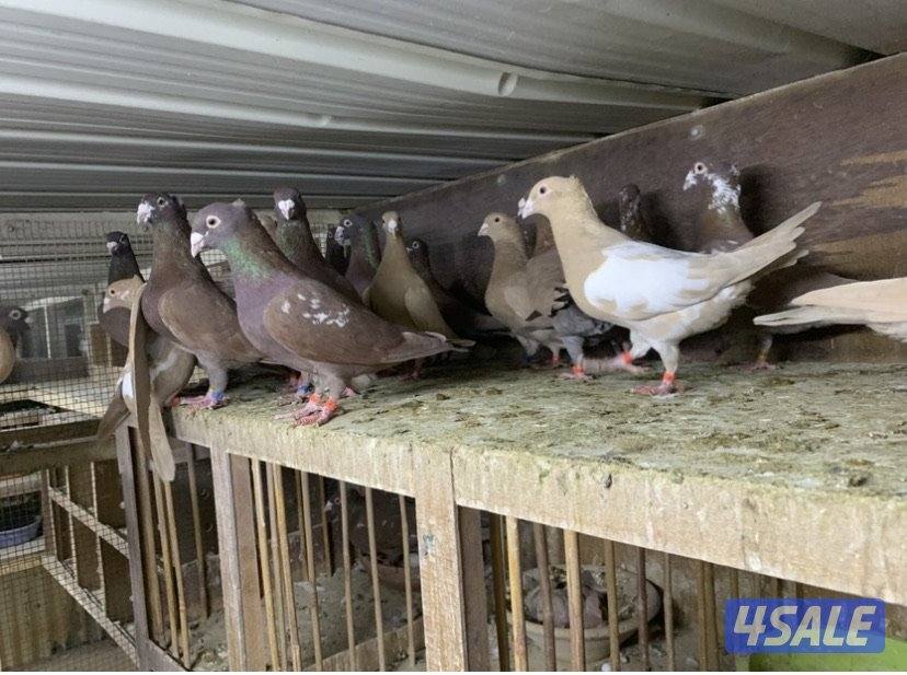 زاجل مقنزعين الوان احجام XL5