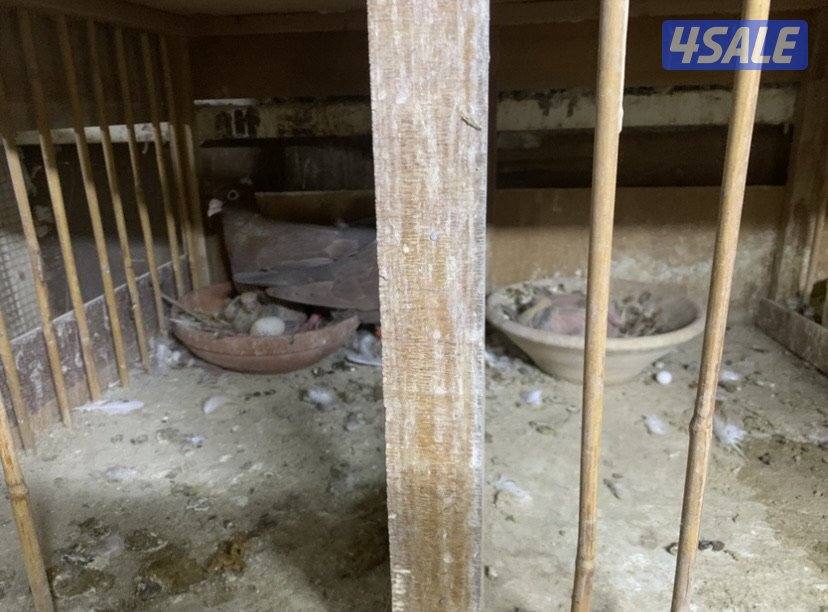 زاجل مقنزعين الوان احجام XL7