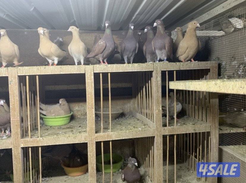 زاجل مقنزعين الوان احجام XL6