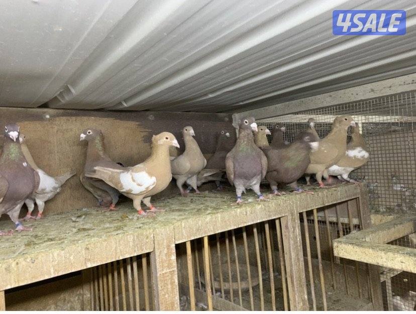 زاجل مقنزعين الوان احجام XL9