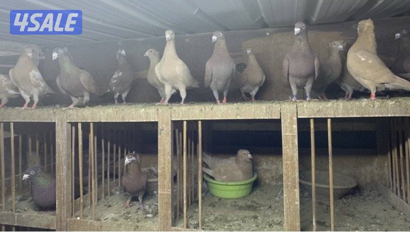 زاجل مقنزعين الوان احجام XL8