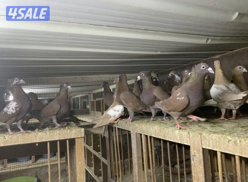 زاجل مقنزعين الوان احجام XL10