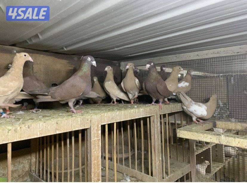 زاجل مقنزعين الوان احجام XL11