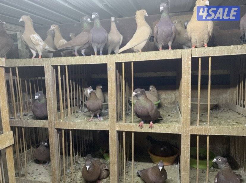 زاجل مقنزعين الوان احجام XL12