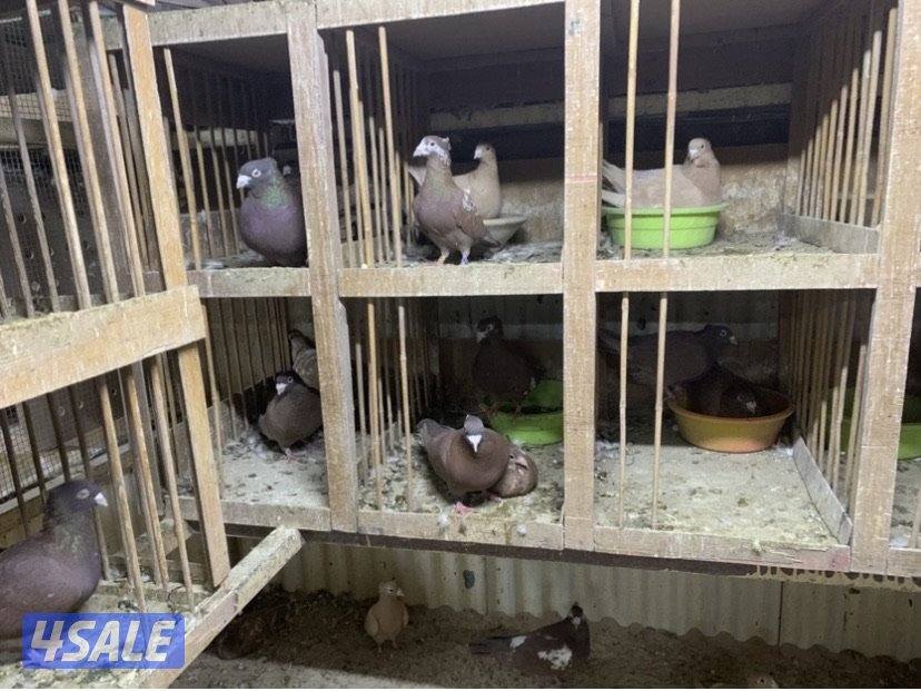 زاجل مقنزعين الوان احجام XL13