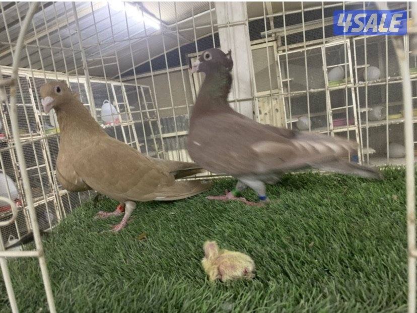 ازواج زاجل مقنزعين ملونين1