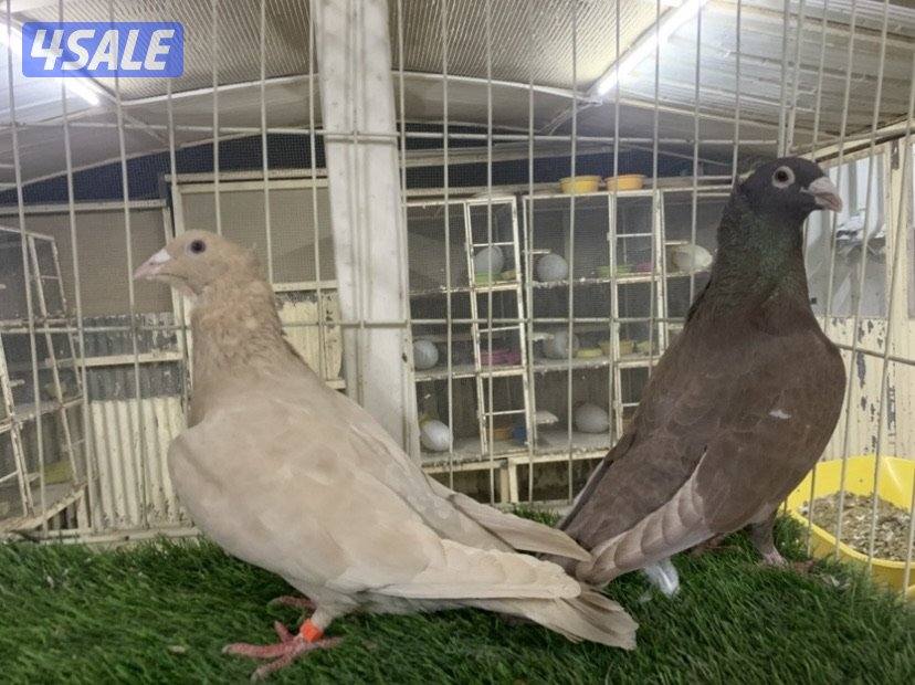 ازواج زاجل مقنزعين ملونين0