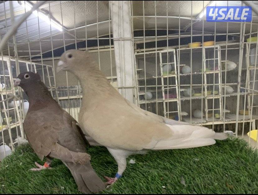 ازواج زاجل مقنزعين ملونين2