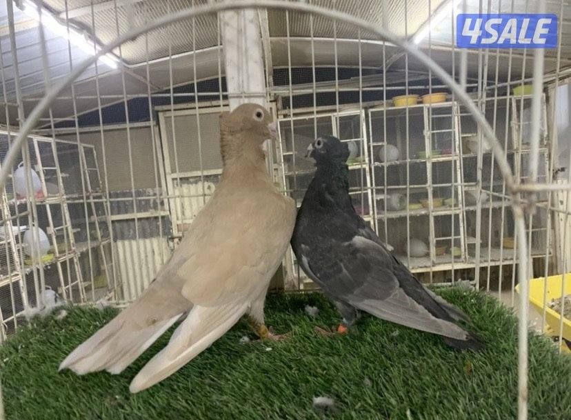 ازواج زاجل مقنزعين ملونين4