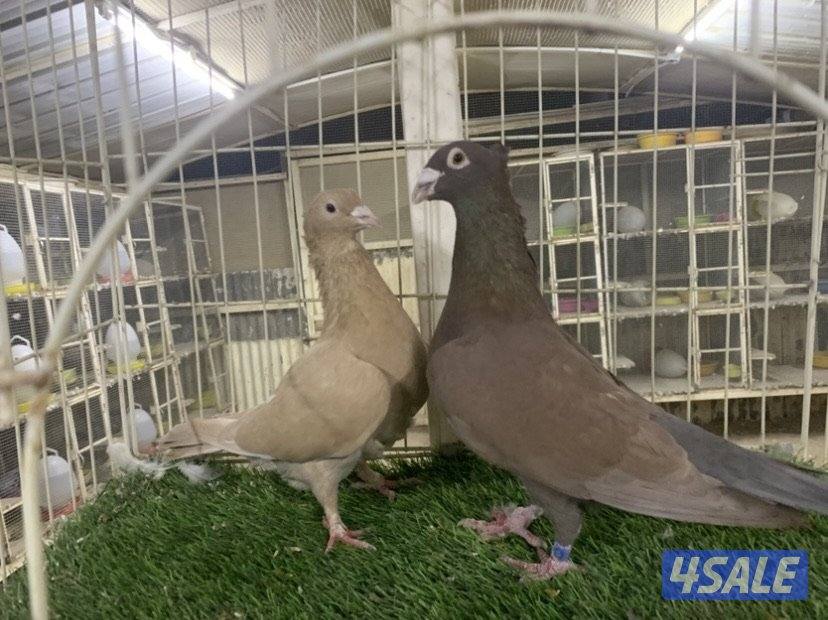 ازواج زاجل مقنزعين ملونين3