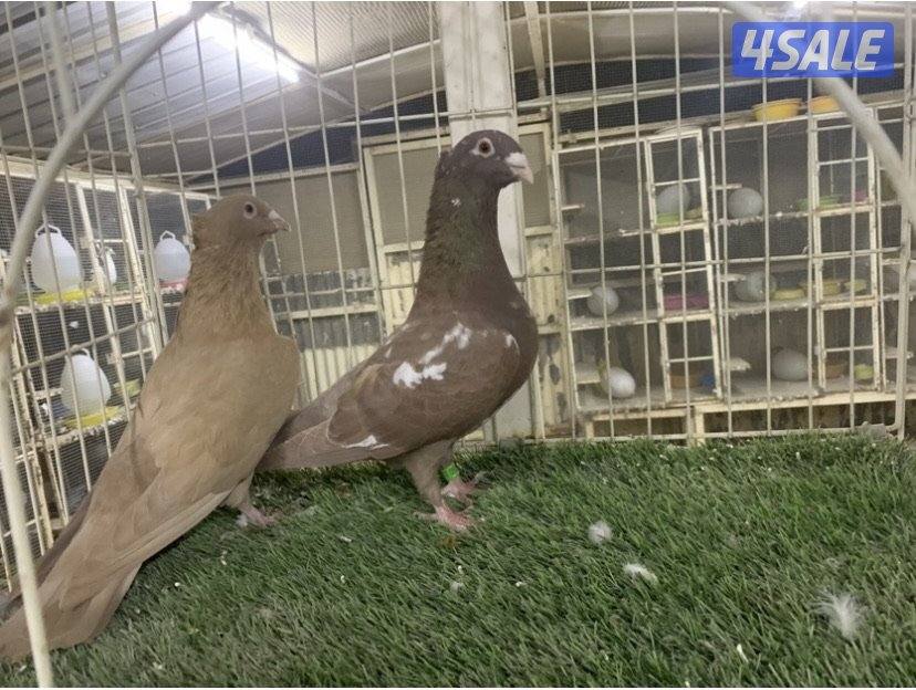 ازواج زاجل مقنزعين ملونين5