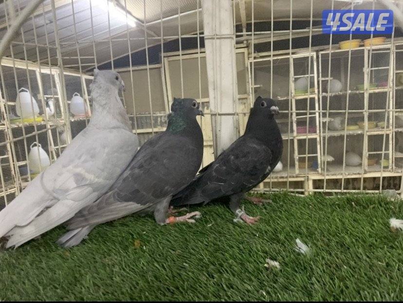 ازواج زاجل كواسكو مع فروخهم0