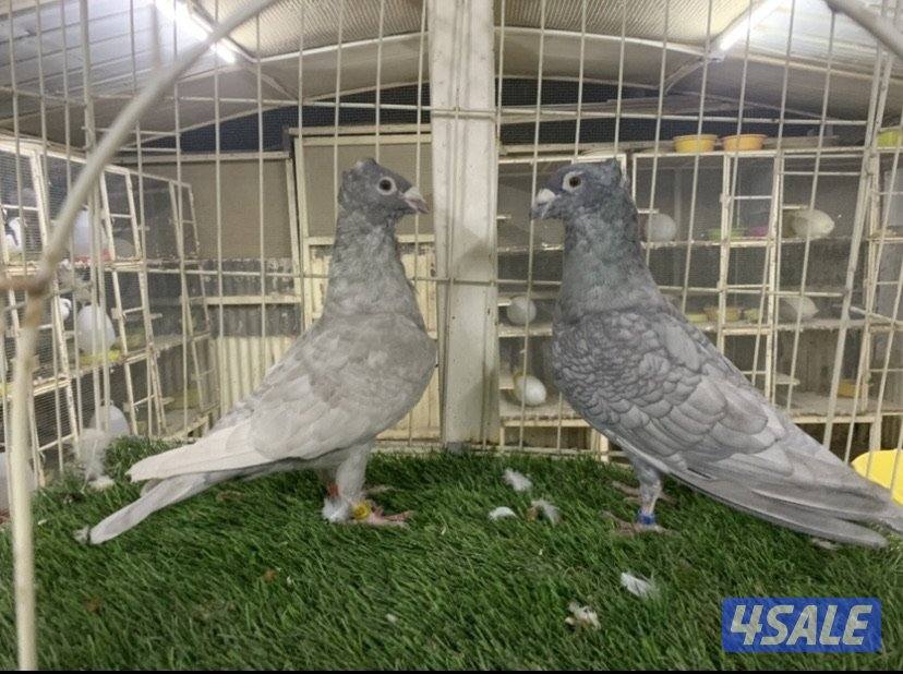 ازواج زاجل كواسكو مع فروخهم1