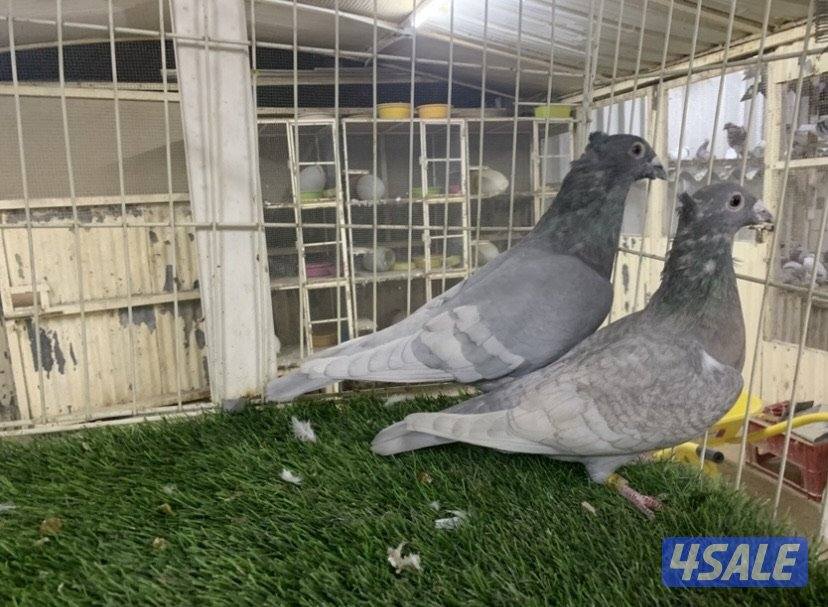 ازواج زاجل كواسكو مع فروخهم2