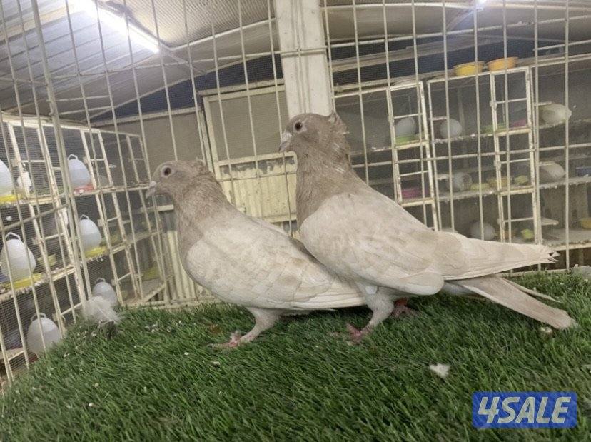 ازواج زاجل كواسكو مع فروخهم3