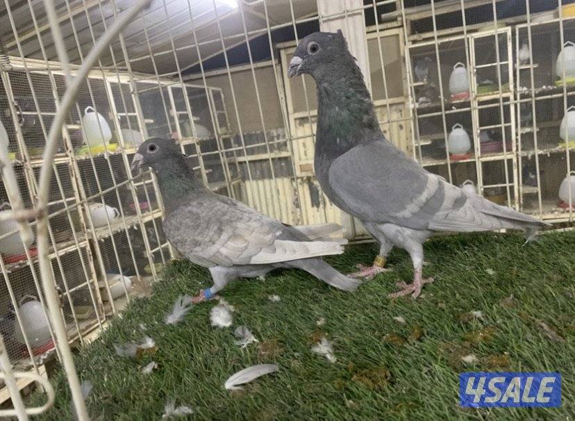 ازواج زاجل كواسكو مع فروخهم4