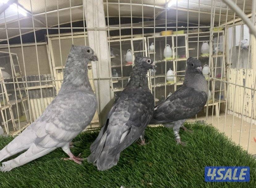 ازواج زاجل كواسكو مع فروخهم5