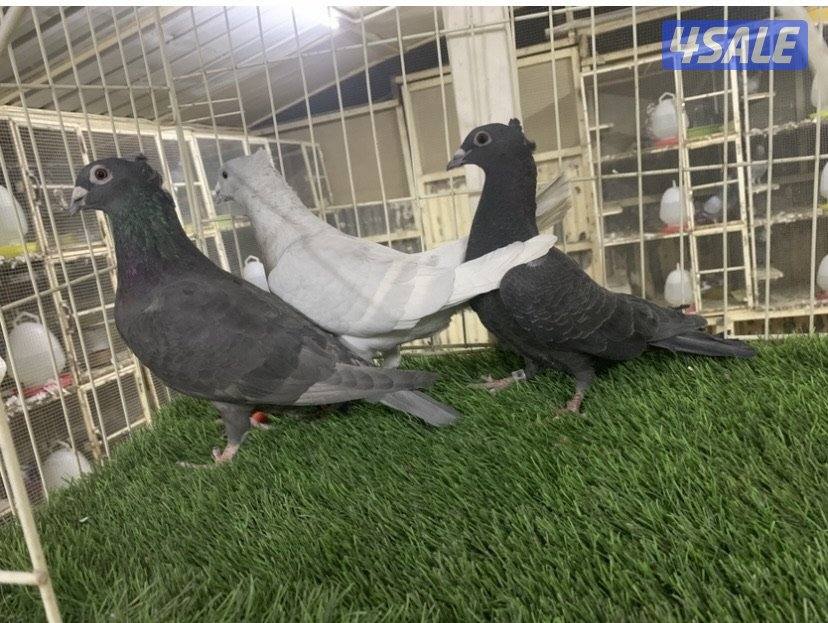 ازواج زاجل كواسكو مع فروخهم7