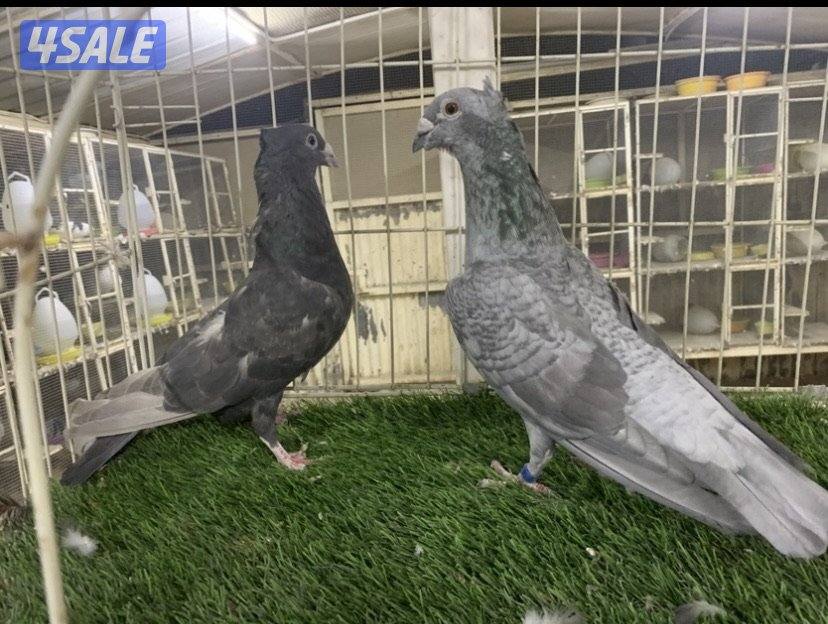 ازواج زاجل كواسكو مع فروخهم6