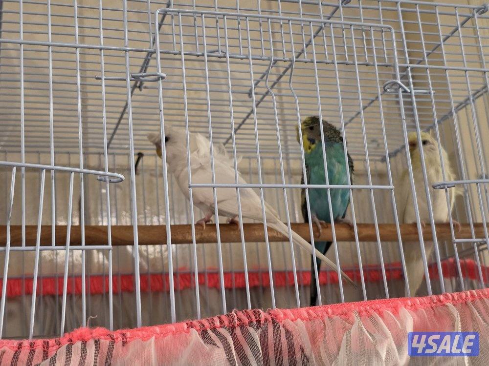 زوج هوقو هولندي نثيتين وذكر0