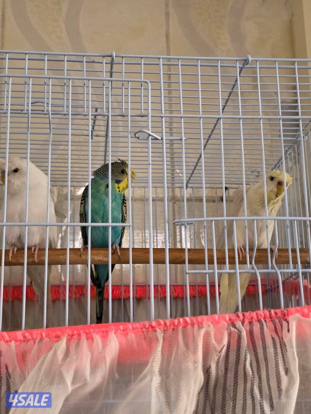 زوج هوقو هولندي نثيتين وذكر1