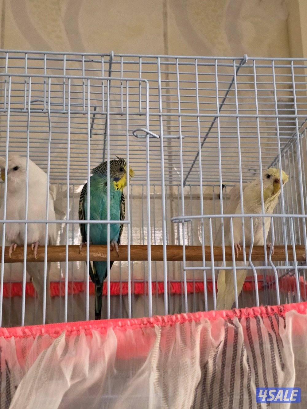 زوج هوقو هولندي نثيتين وذكر2