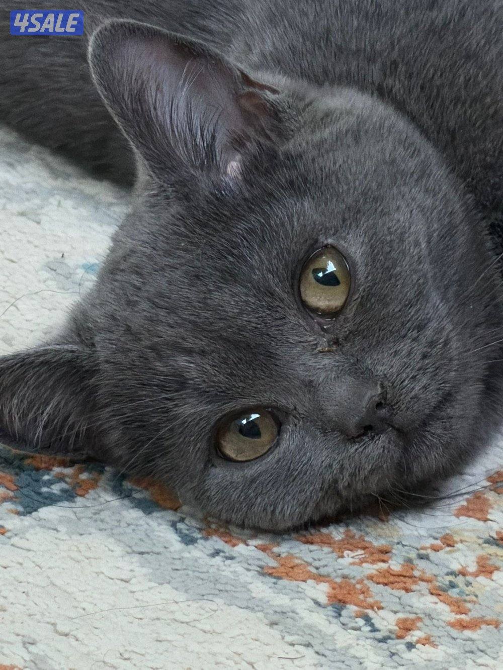 قطط للتبني0