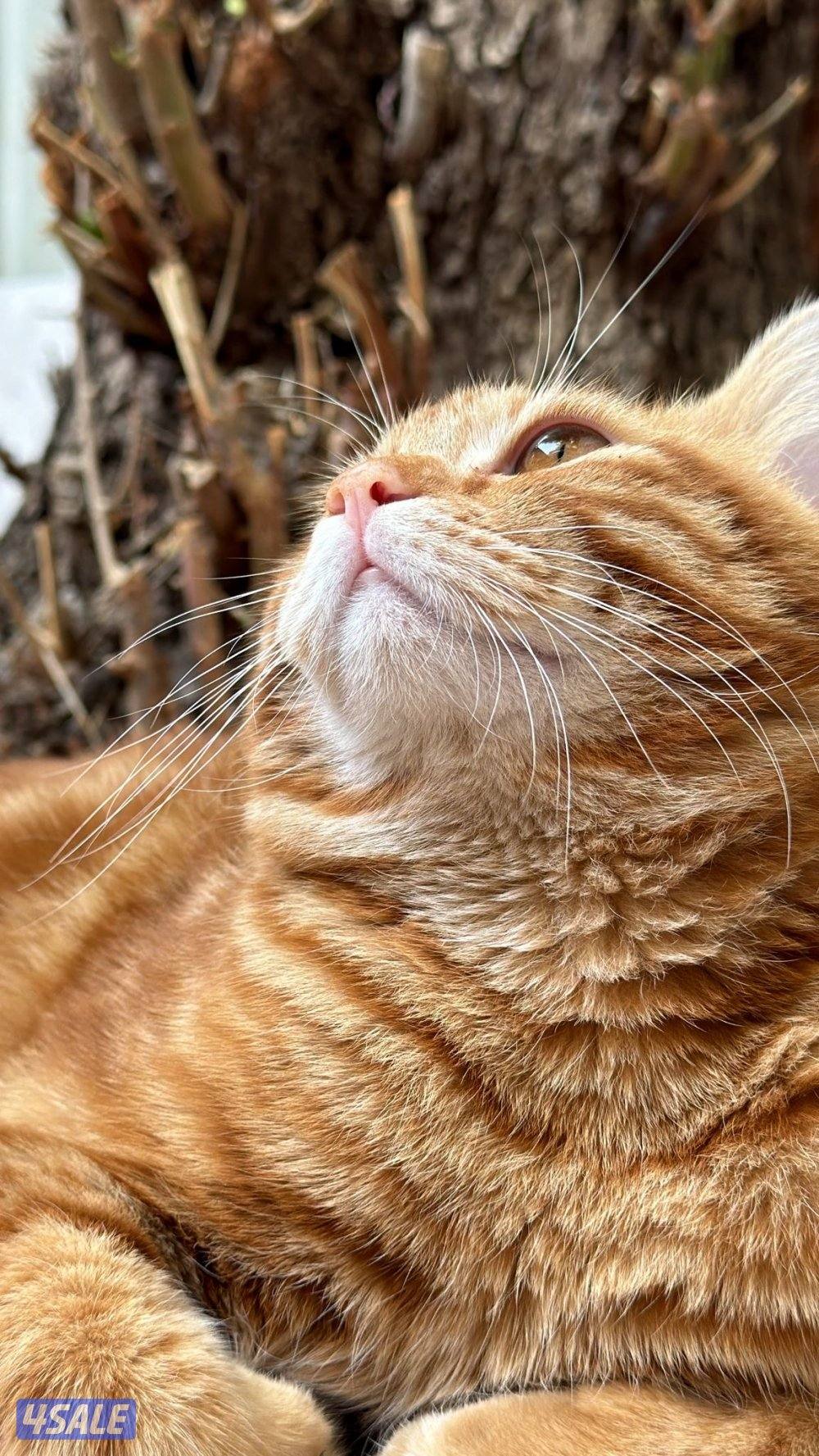 قطط للتبني2