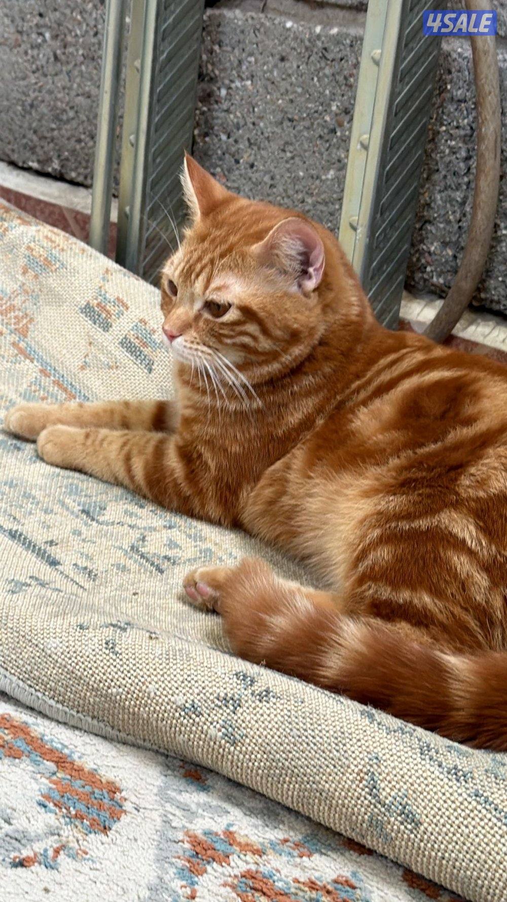 قطط للتبني3