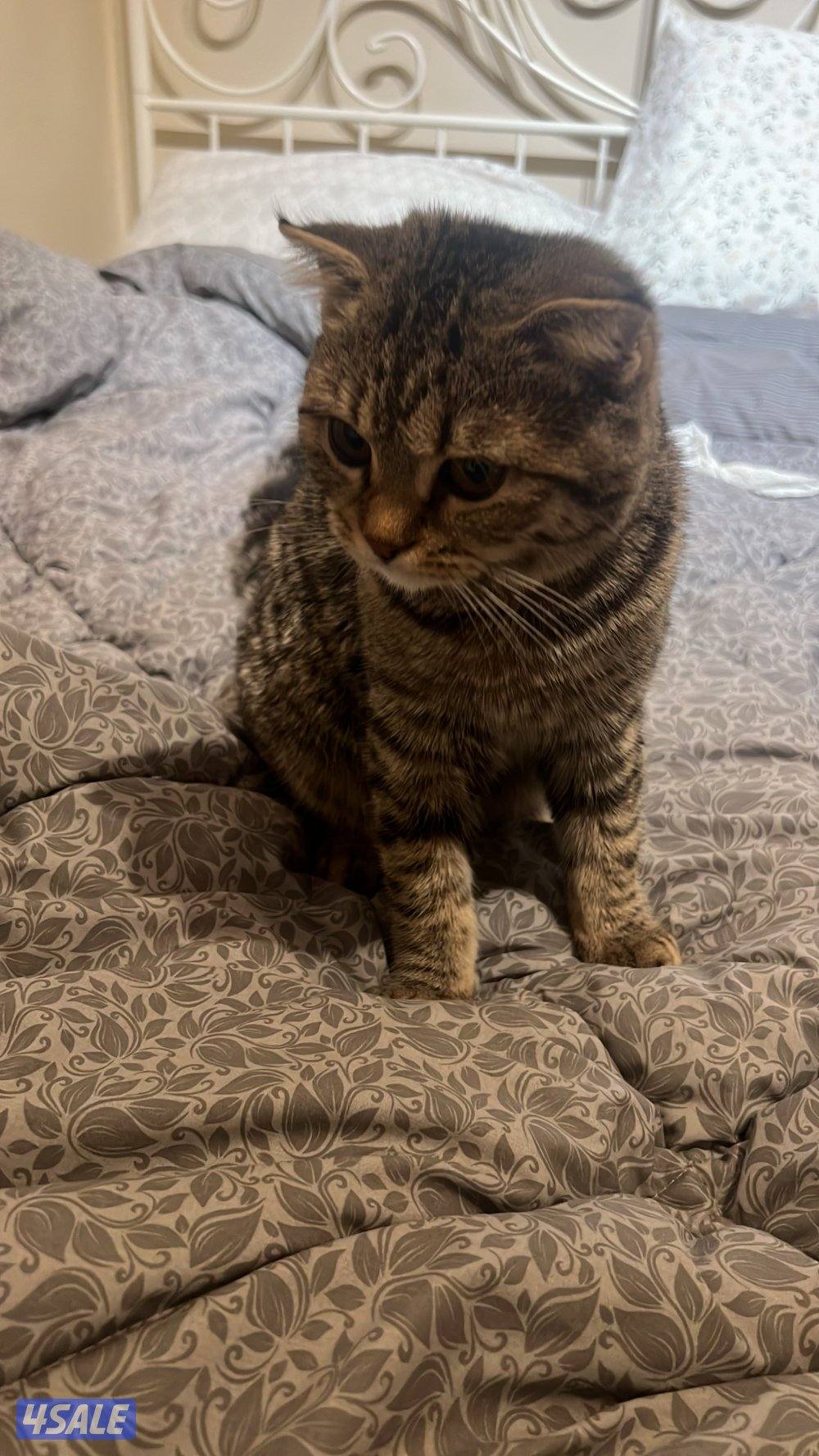 قطط للتبني4