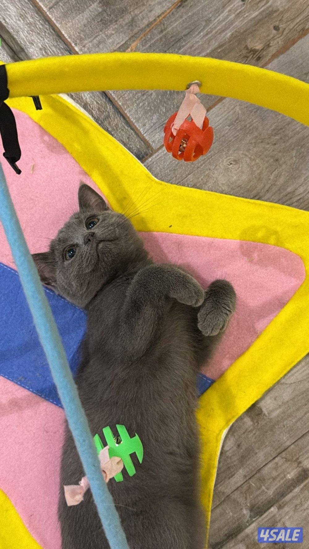 قطط للتبني5