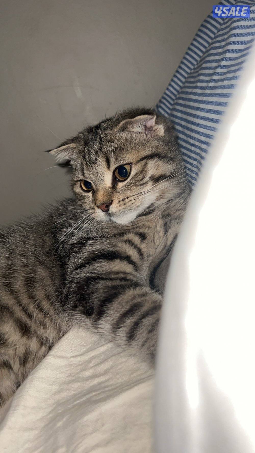 قطط للتبني6