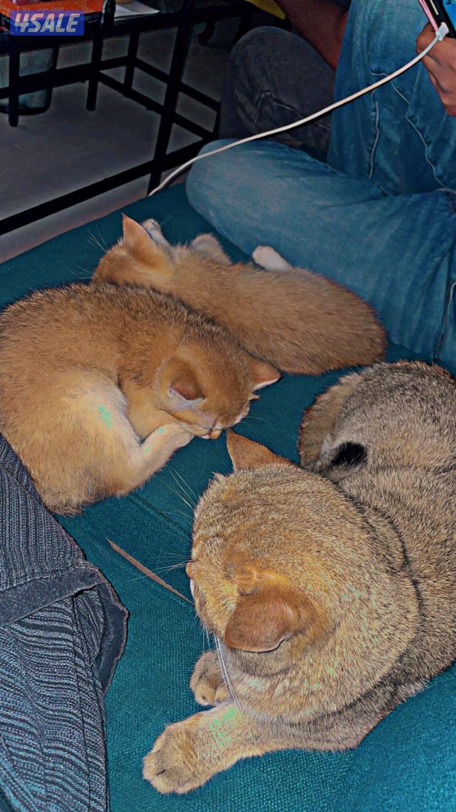 🐾 British Golden Shorthair 🇬🇧✨2