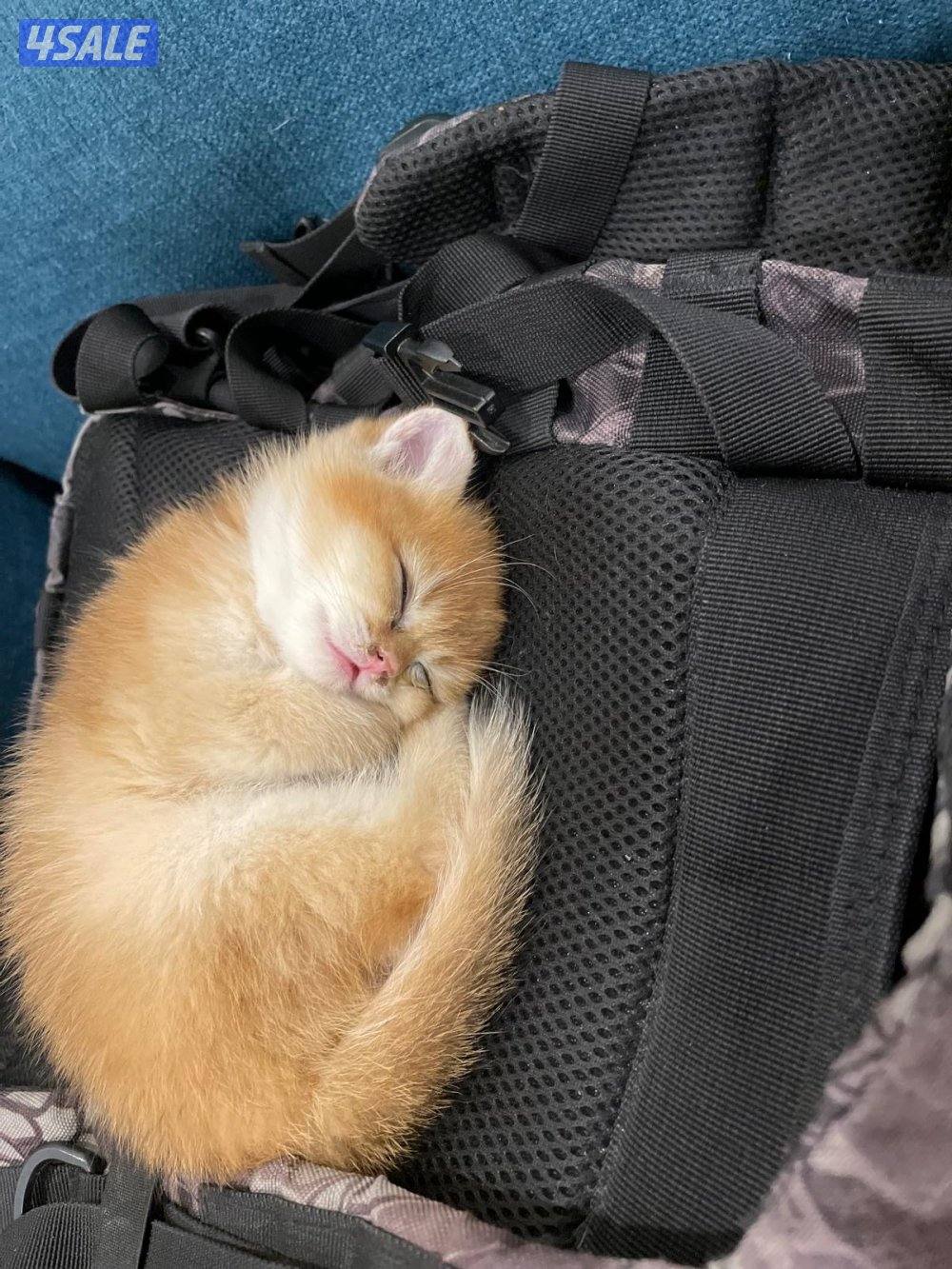 🐾 British Golden Shorthair 🇬🇧✨3