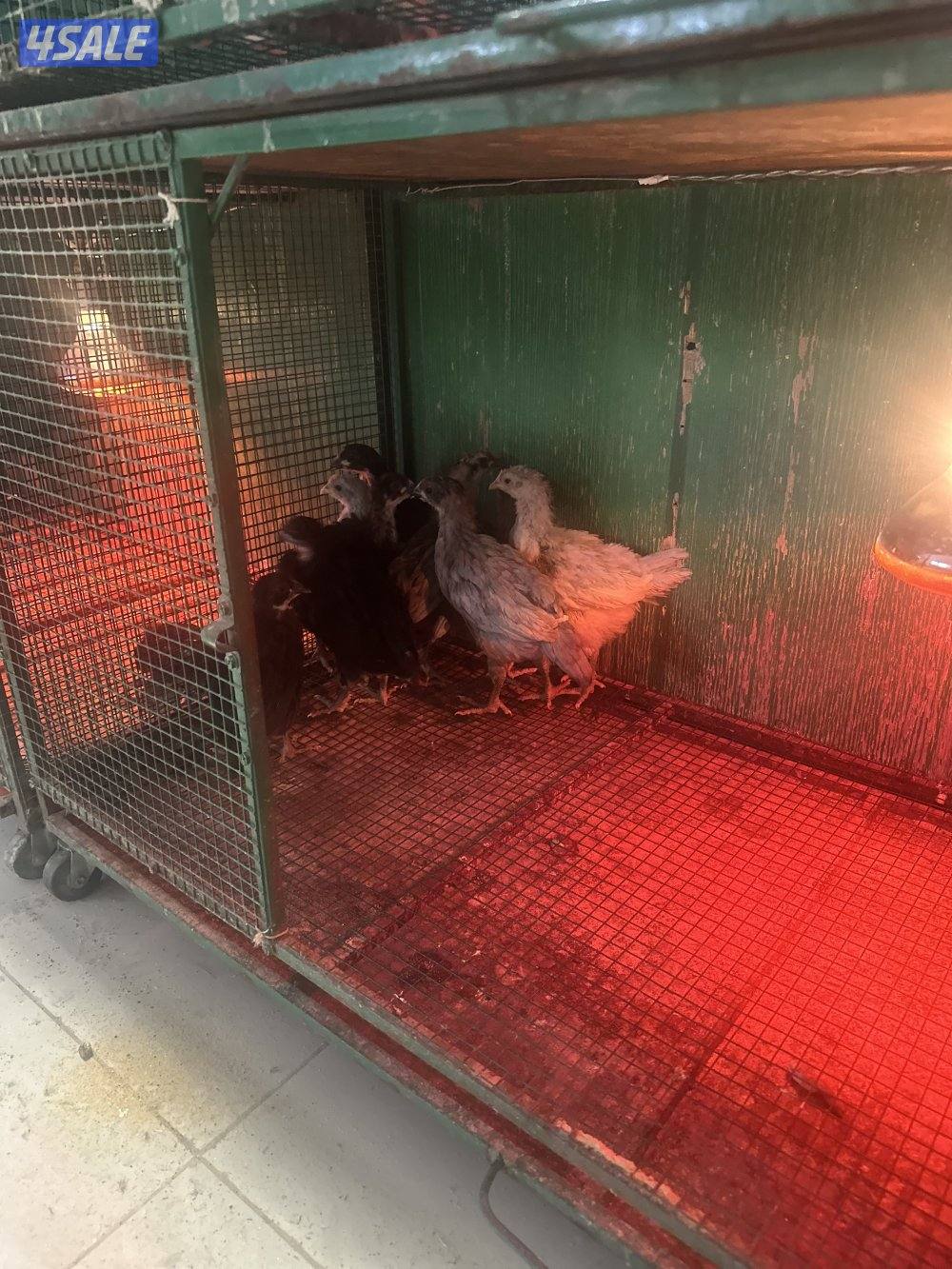 فروخ سترالوب0