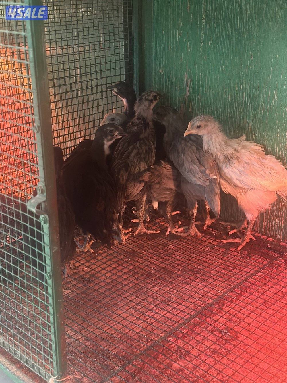 فروخ سترالوب1