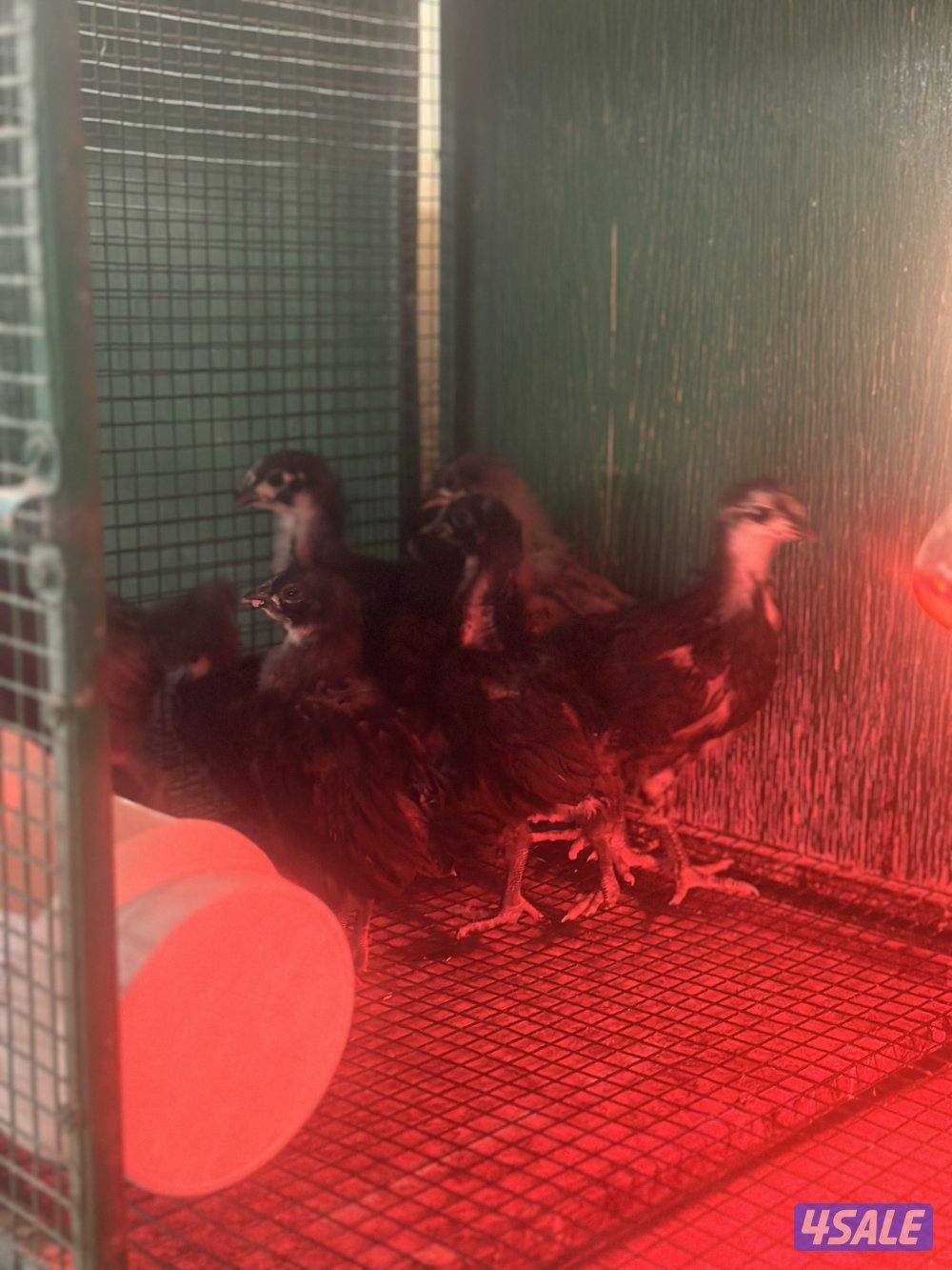 فروخ سترالوب2